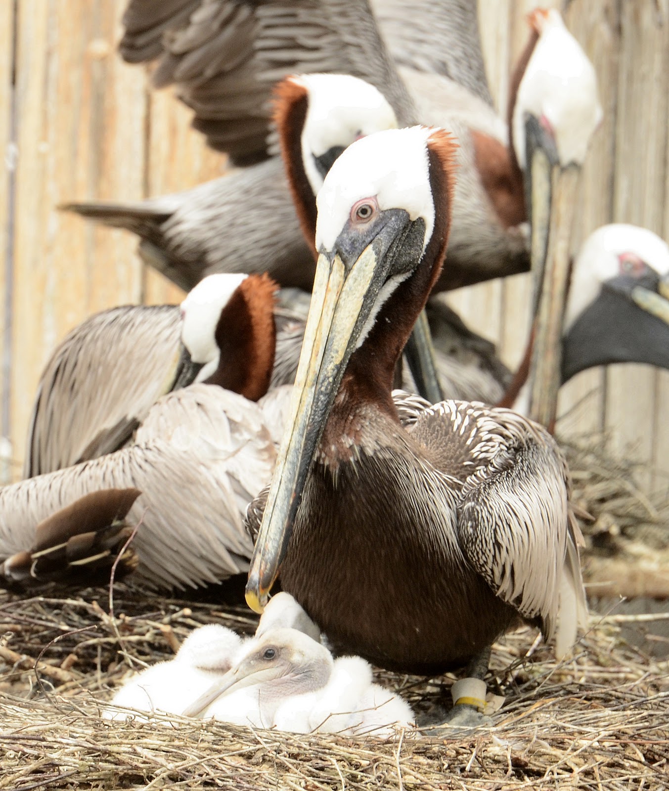 Banchero'S Pelicans Domination: Stats That'Ll Shock You! - wkzbaml