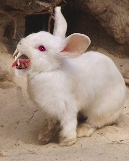 evil-white-rabbit.jpg