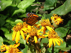 Butterfly Gardens