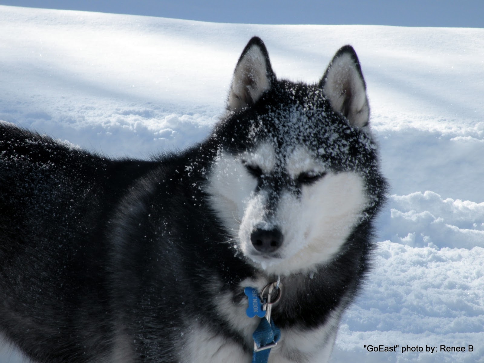 "Go East", they said... our snow dog, very content in winter