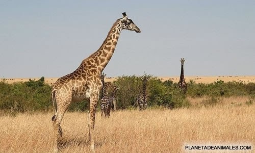 la clase de Ali: ANIMALES DE AFRICA