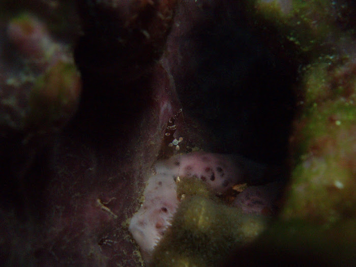 A moody Popcorn Shrimp