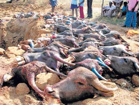 [rajya-gou-hathye.jpg]