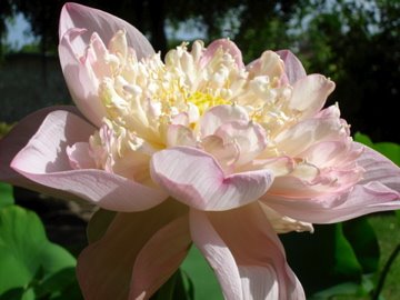 ONE OF THE MANY BEAUTIFUL FLOWERS IN PARADISE!
