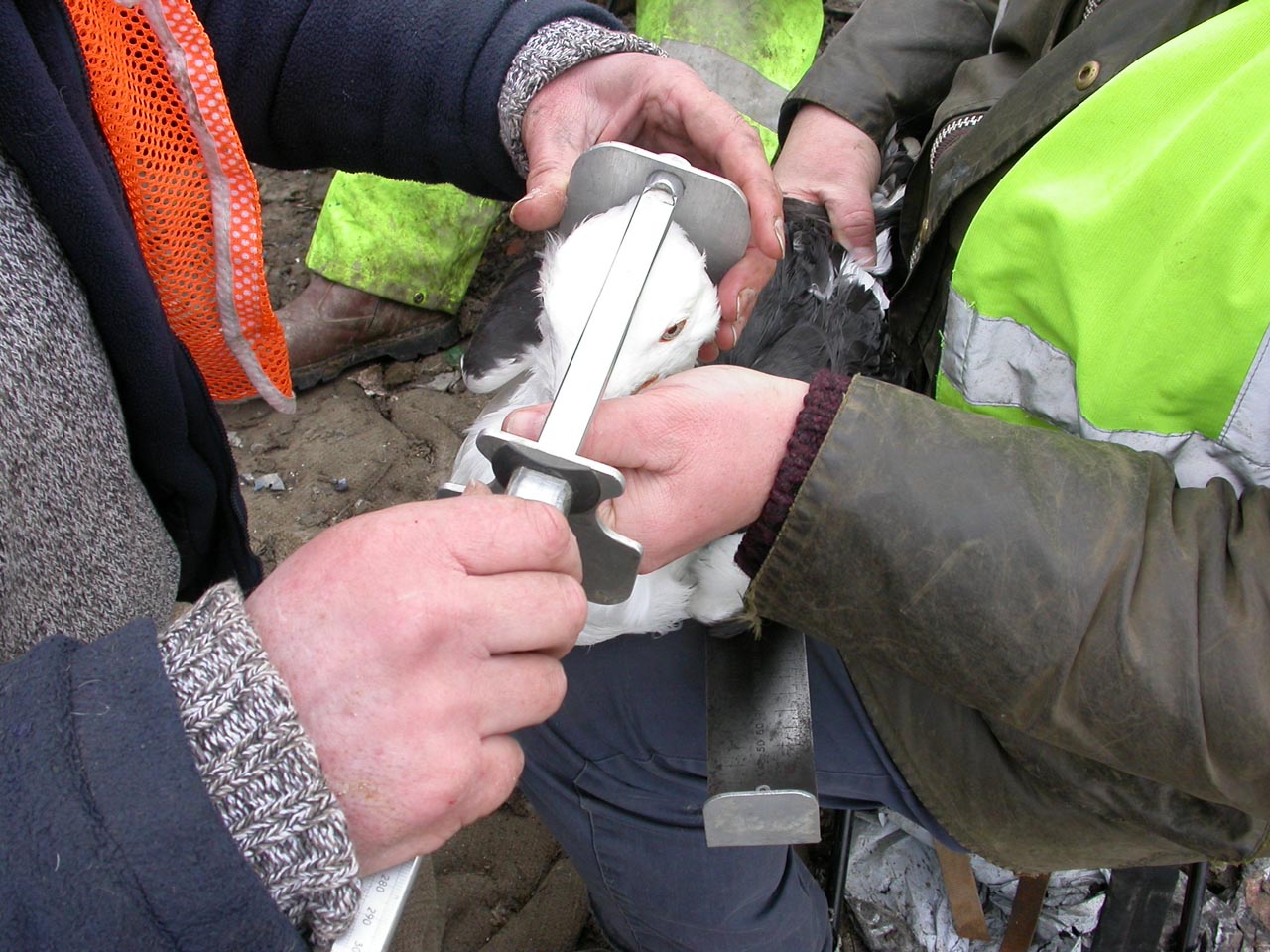 Lamsdell Bird Ringing and Wildlife Blog Pitsea tip 22 Jan 2011