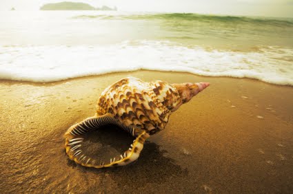 [Conch+Shell+on+Beach+Photo.jpg]