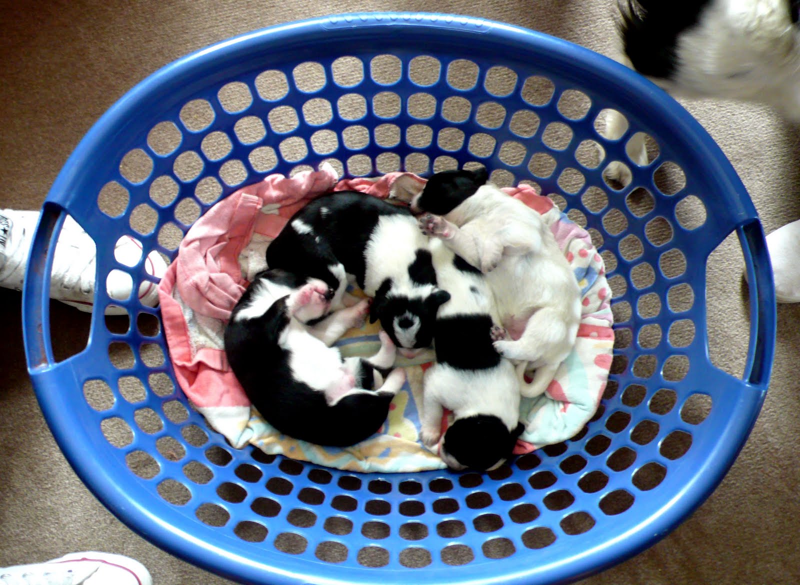 [washing+basket+fur+family.jpg]