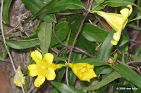 Flowering vine.
