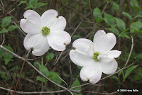 Dogwood blossoms.