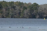 Lake Talquin, viewed from the trail.