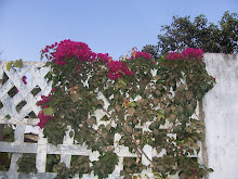 Flowers in Mtendere, Lusaka, Zambia