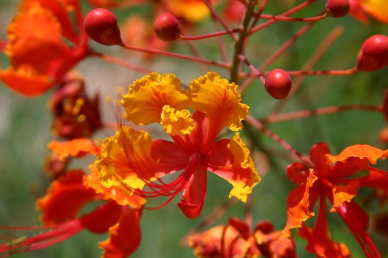 Wallpaper Bunga Flamboyan | flamboyan Wallpaper Bunga Flamboyan | flamboyan