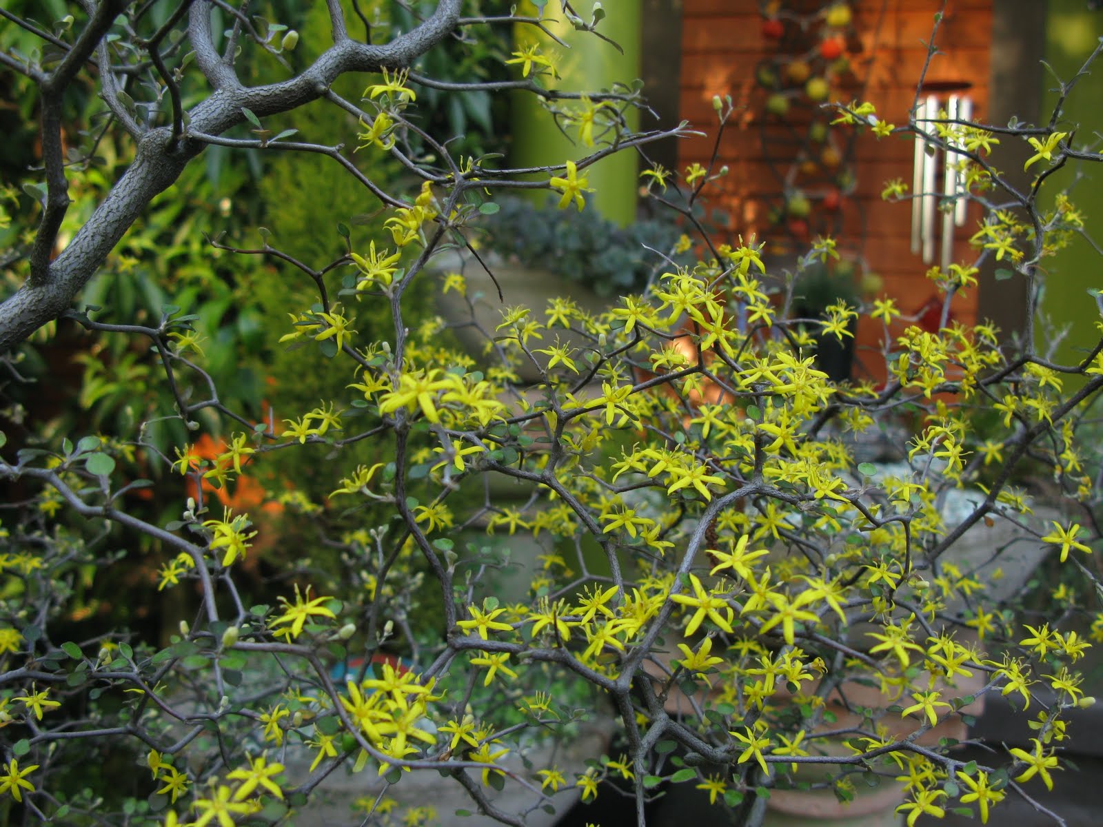 Finally, the money shot: Corokia cotoneaster, the wire netting shrub from Finally, the money shot: Corokia cotoneaster, the wire netting shrub from