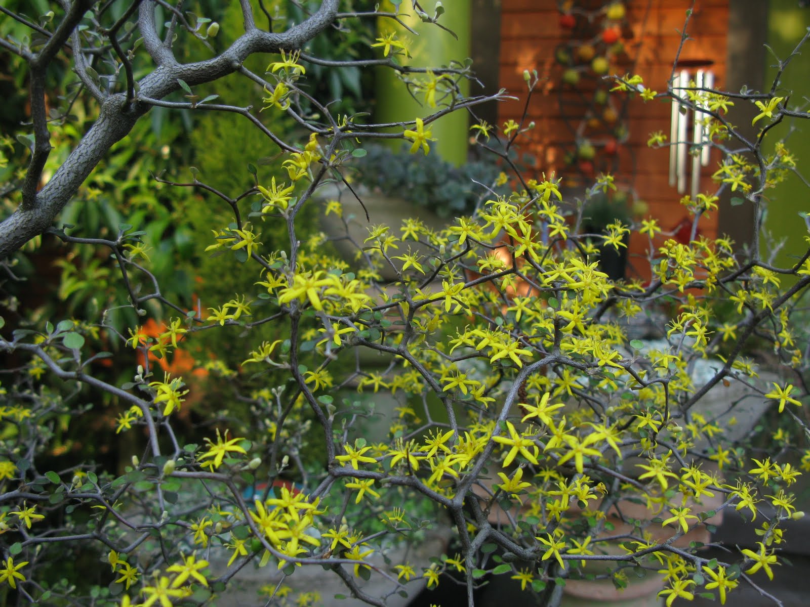 Finally, the money shot: Corokia cotoneaster, the wire netting shrub from