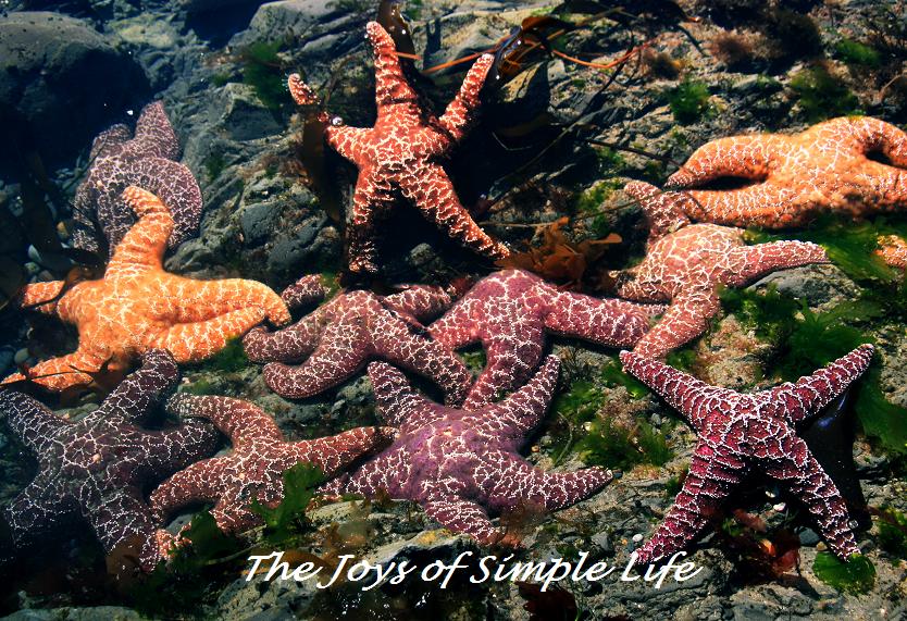 The Joys of Simple Life: Olympic National Park
