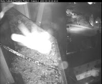image of a spider lit by the camera's infra-red illuminator