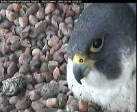Female on eggs 1 April