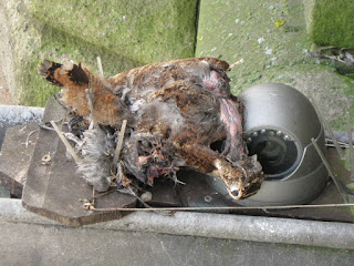 Woodcock corpse blocking tower-cam in late November