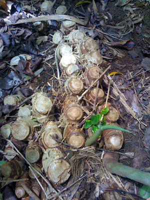 A patch of wild ginger