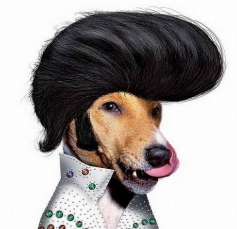 Bonglo Blog: Elvis Presley Reborn As a Dog