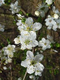 Cherry Plum - Floral de Bach