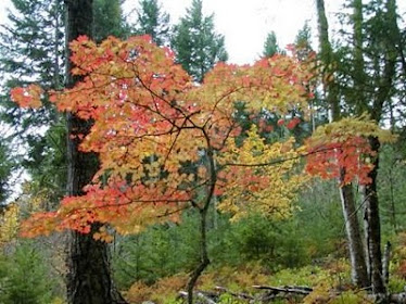 Autumn at Mountain School