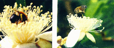 Insectos polinizadores