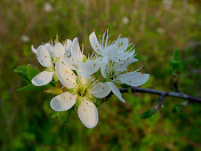 Planta melífera