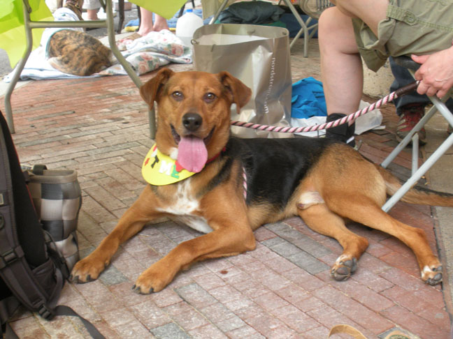setter, golden retriever mix golden retriever mixed with german shepherd puppies. setter, golden retriever mix