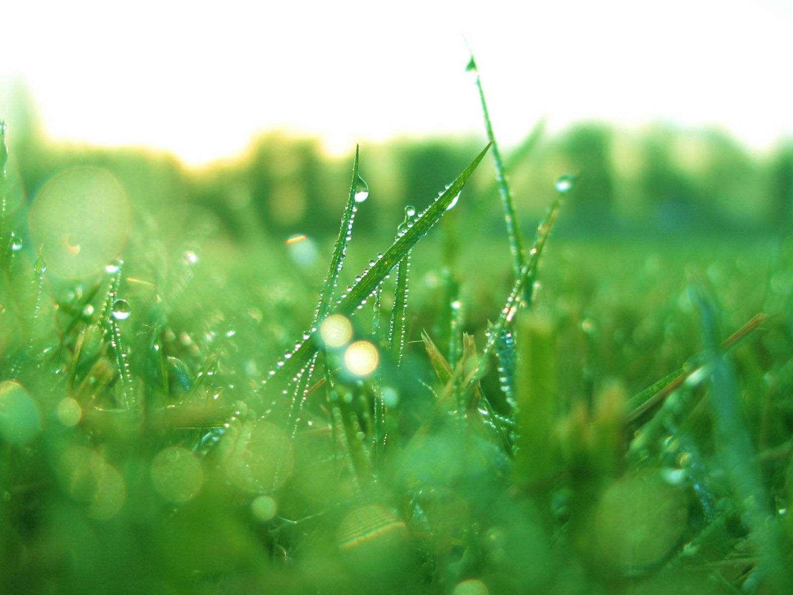 http://4.bp.blogspot.com/_5MmCMco9dRc/R1NssyCrZXI/AAAAAAAAAFE/ViRAw5-_3zk/s1600-R/vista-wallpaper-wet-grass.jpg