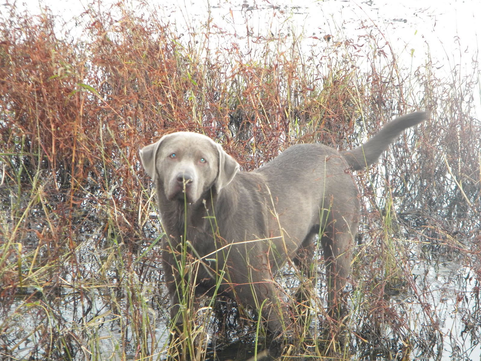Pinyan Labs HighQuality Silver Labs from a Labrador Breeder You Can