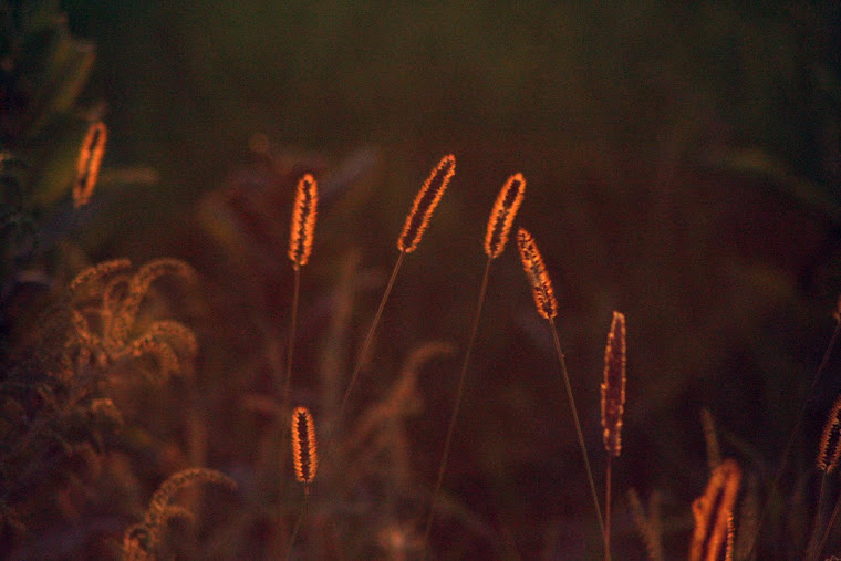 Weeds in the Sunset
