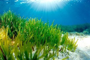 valuable seagrass pic