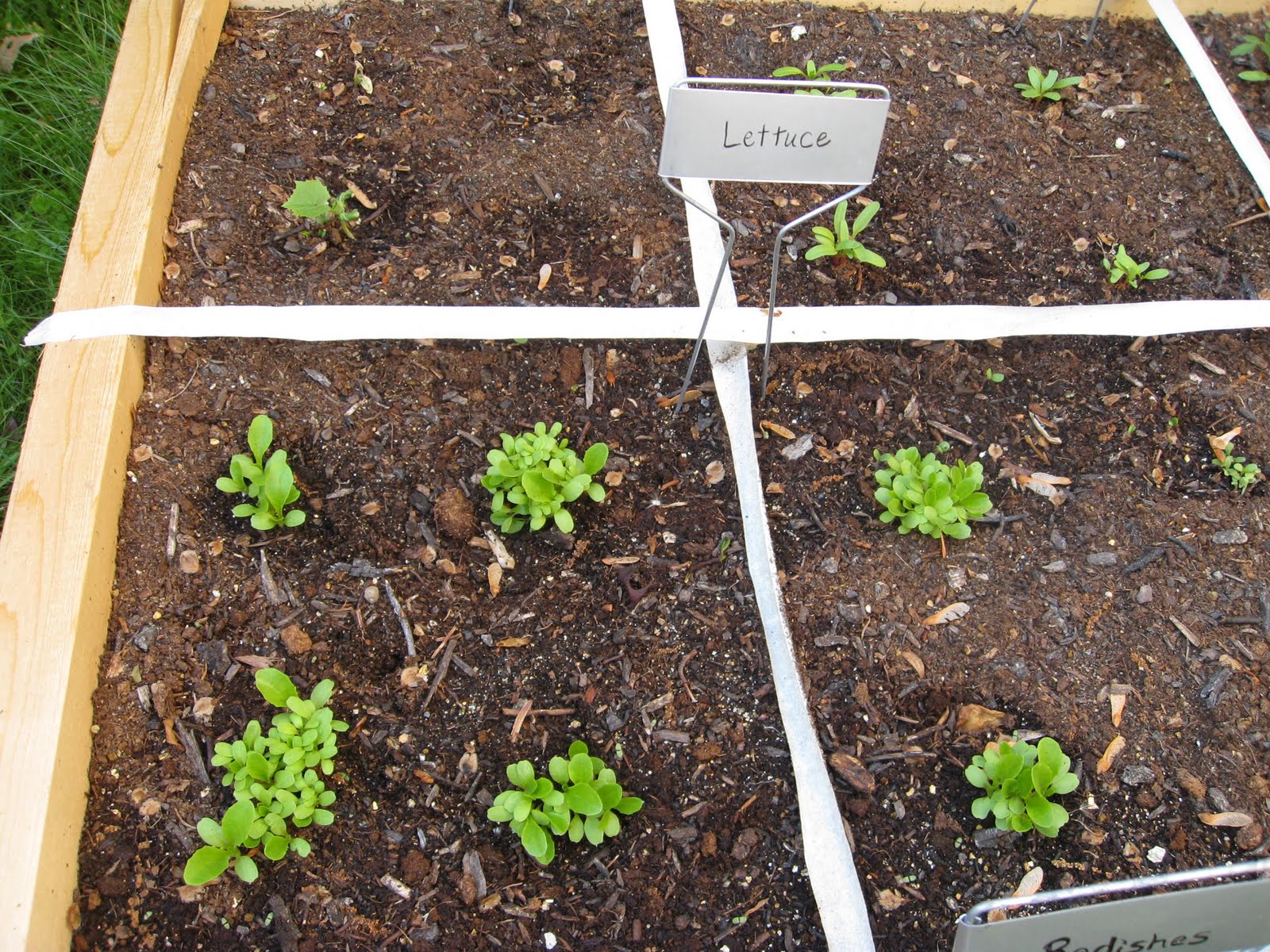 Square Foot GardeningProgress! Moneywise Moms