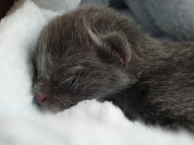 Black Newborn Kittens