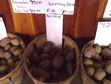 Potatoes red viking