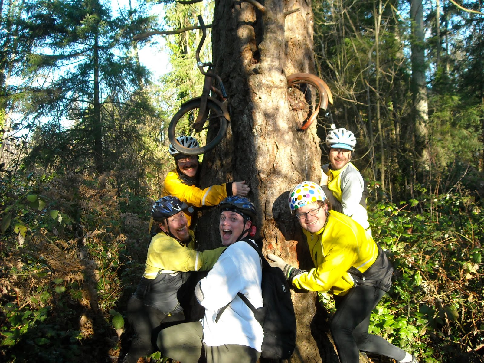 bike tree