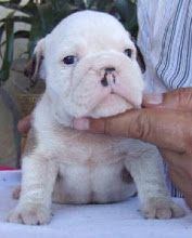 Preview of Miniature Bulldogs