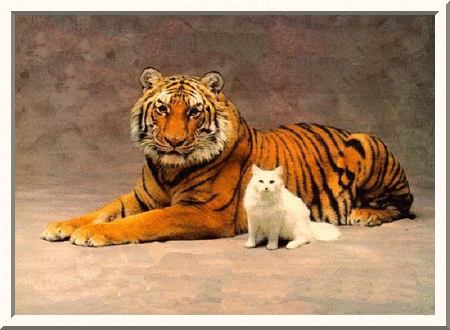 Cat Vs Tiger