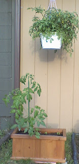 Asperger's, autism, days off, gardening, outings, Pokemon, tomato plant