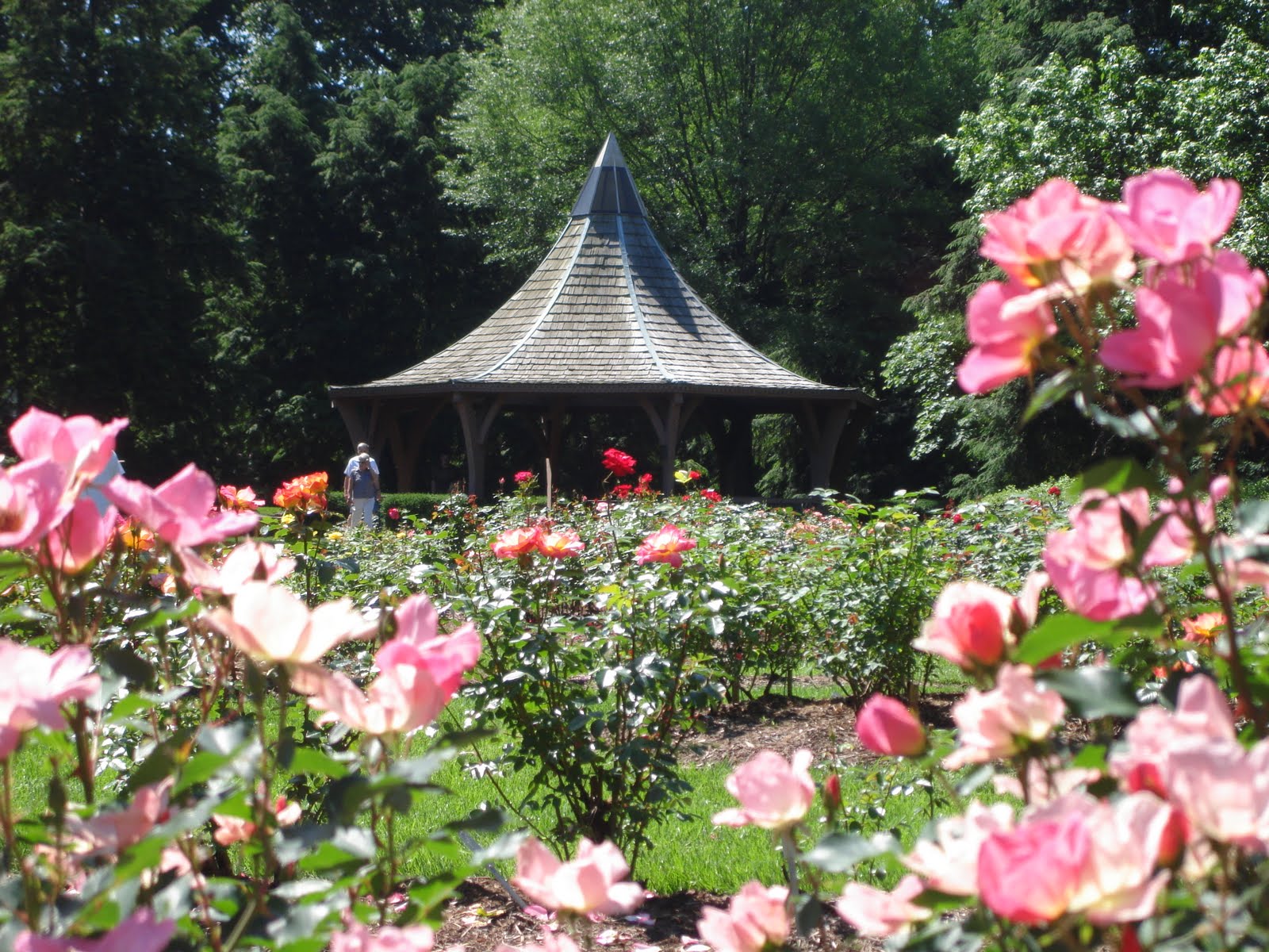 Blue's Clues: Formal and Informal Rose Gardens