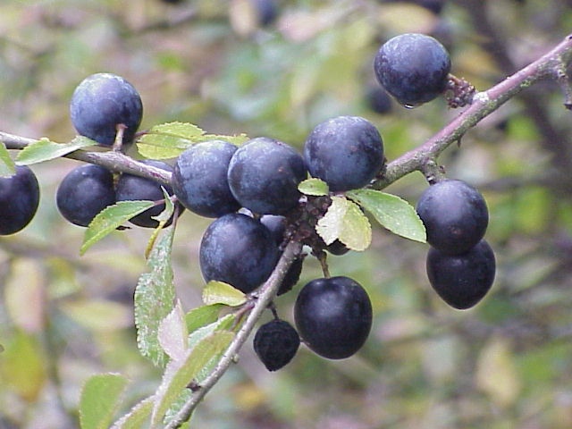 La sfida del miglior bargnolino casalingo La+sfida+del+miglior+bargnolino+casalingo.Prunus+spinosa.+Bargnolino-763743