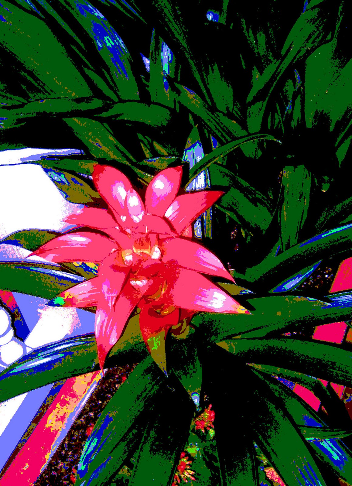 http://4.bp.blogspot.com/_5RAHn64AgY4/TSHzqJ2li8I/AAAAAAAADzo/tFsPfVORYyo/s1600/posterizedredflowerwithfiltersaturated.jpg