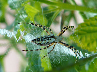 Argiope
