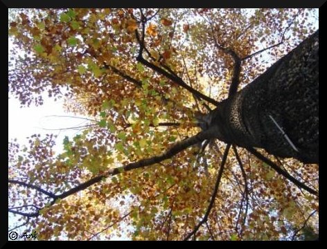 [Autumn+Tree+Small.JPG]