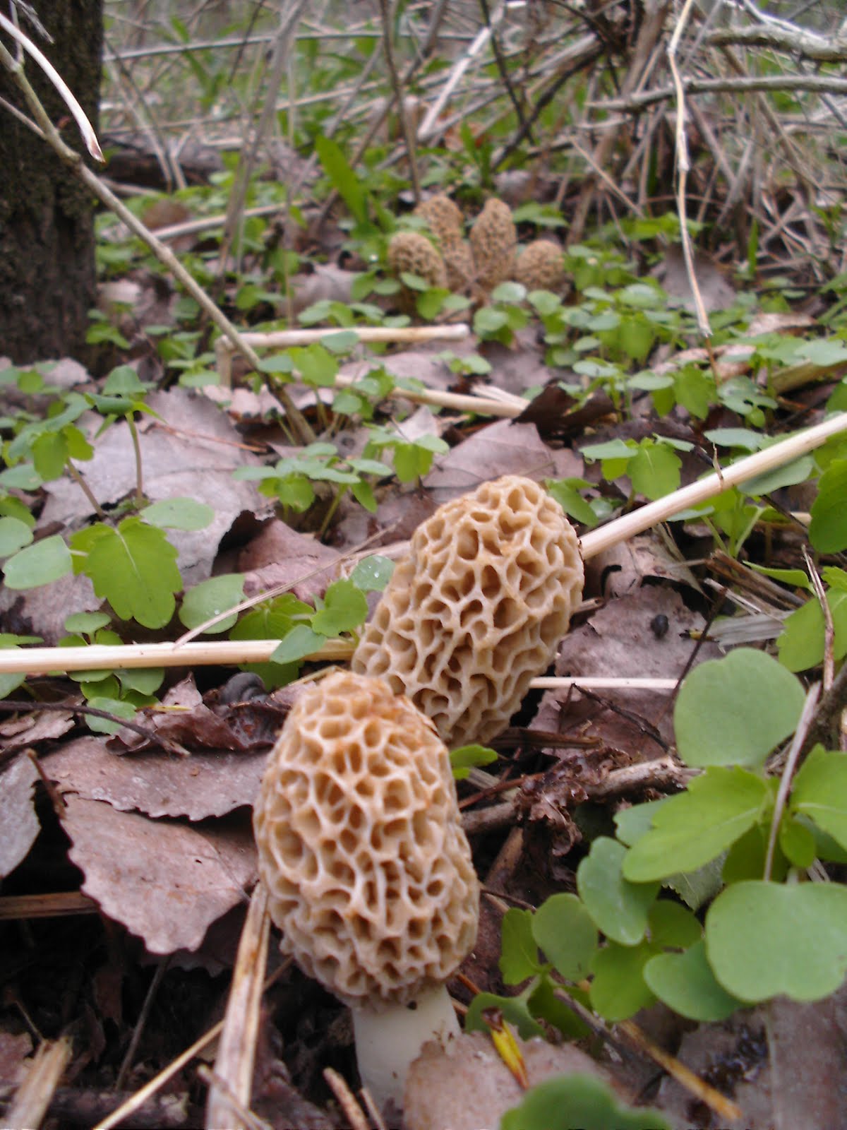 Mid Missouri Morels and Mushrooms Get Them While They're Hot and