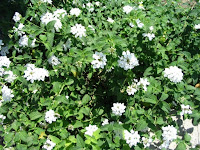 white flowered lantana