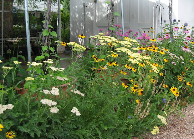 dakota garden deer resistant plants