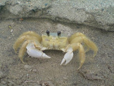 "Cangrejito Blanco de Playa"