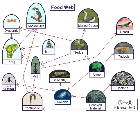 tundra food chain pictures